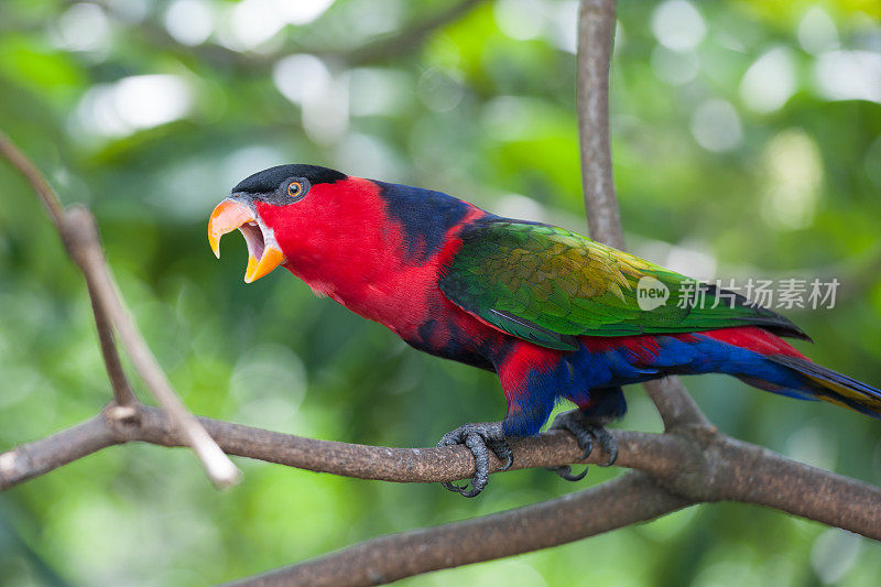 黑帽鹦鹉(Lorius Lory)